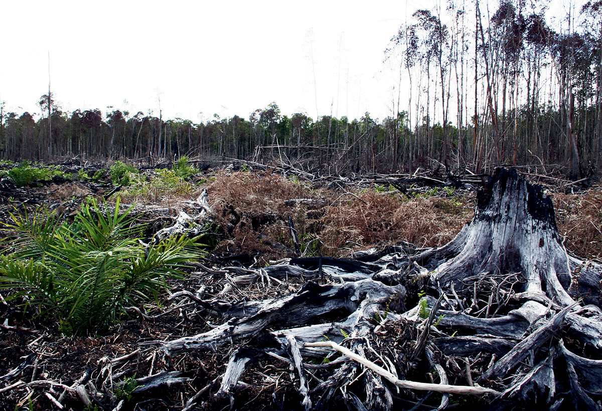 Indonesian forest clear cut for a palm plantation.