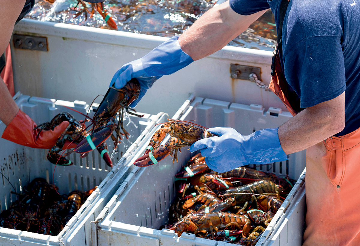 The U.S. lobster industry has rebounded thanks to aggressive management of fisheries.