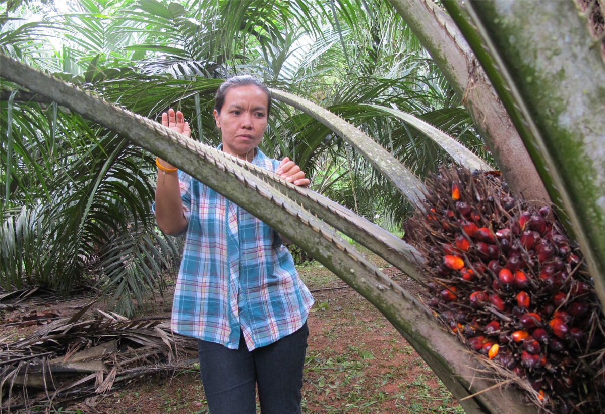 Chirawan Phongat and her neighbours are the first independent small farmers worldwide to receive the seal of approval for sustainable palm oil.