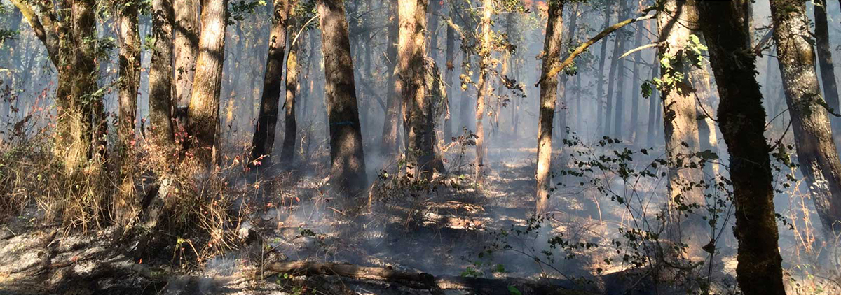 Downey Hannah Forest Burn Ban Image2