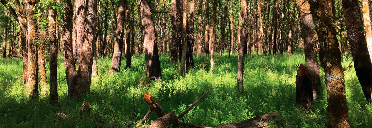 Downey Hannah Forest Burn Ban Image3
