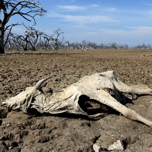 Climate Change Comes Home to Roost in Paraguay