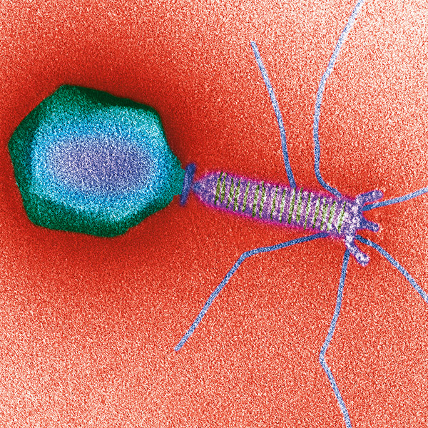 Fisher Lawrence Phages