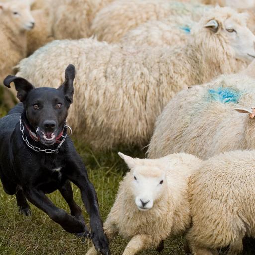 Freedom to Farm: Lessons from New Zealand