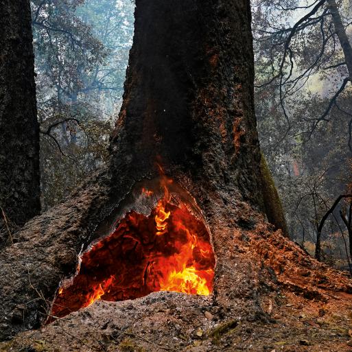 Saving Western Forests from Wildfire