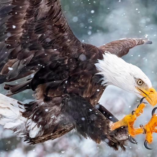 Saving Eagles...with Markets