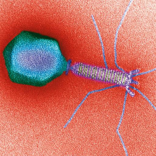 Bacteriophages to the Rescue?